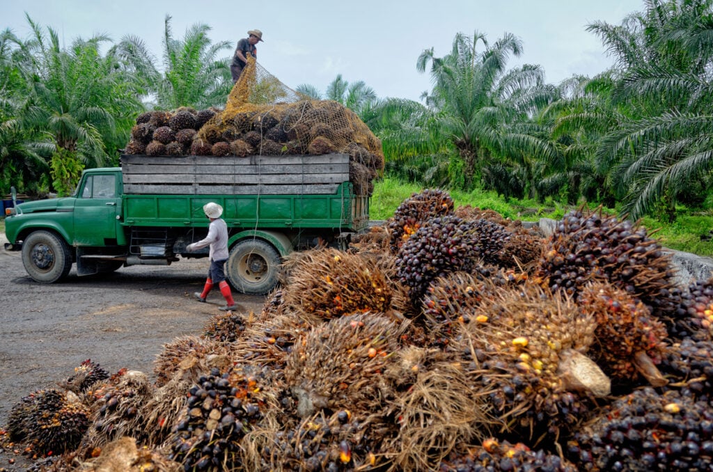 From Competition To Cooperation: The Global Palm Oil “Sustainability ...