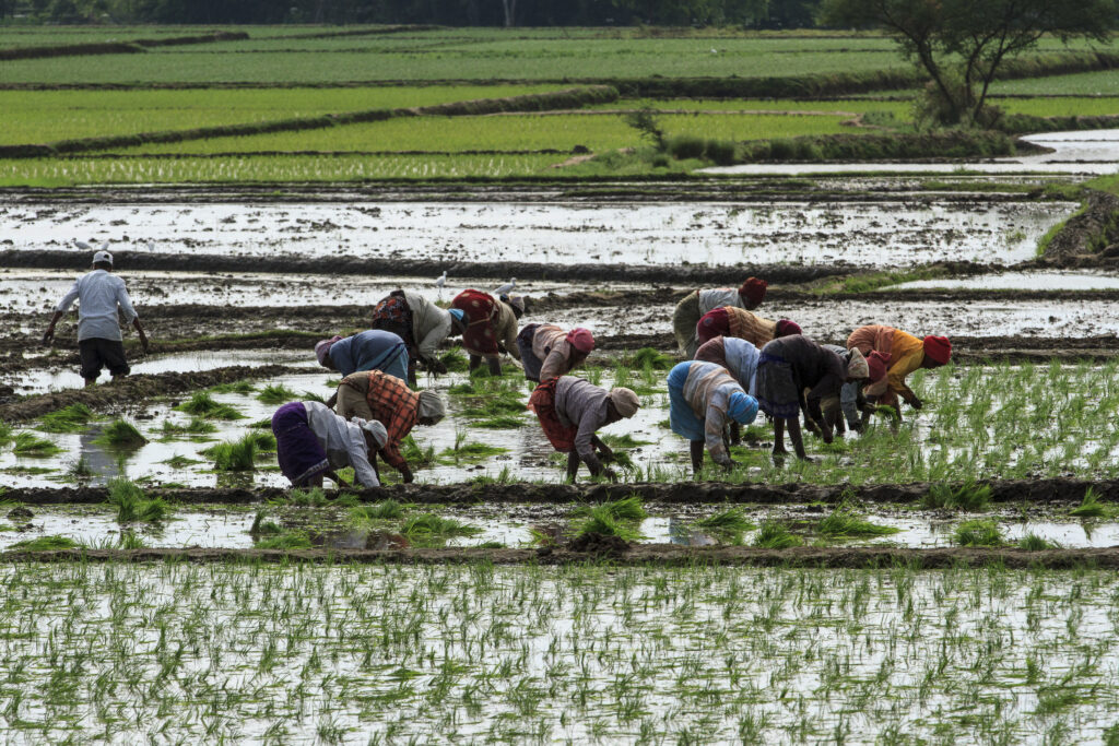 Rice Field Workers. Image from Motion Array.