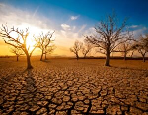 Firefly Drought, soil erosion or global warming concept with dead trees 94143